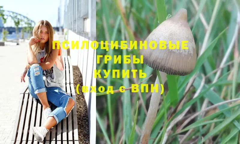 Галлюциногенные грибы Magic Shrooms  дарк нет как зайти  Константиновск 